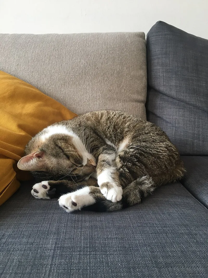 You're Not Just Tired — Sleep Debt Is Quietly Wrecking Your Health From the Inside Out
